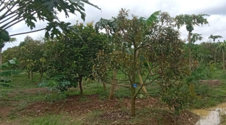 PERKEBUNAN DI DESA BALEREJA