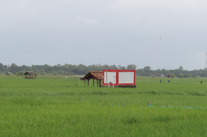 PERTANIAN DI DESA BALEREJA